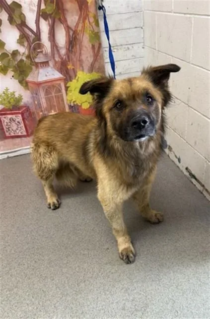 A young large-sized male German Shepherd Dog dog named Nacho for adoption in San Bernardino, CA