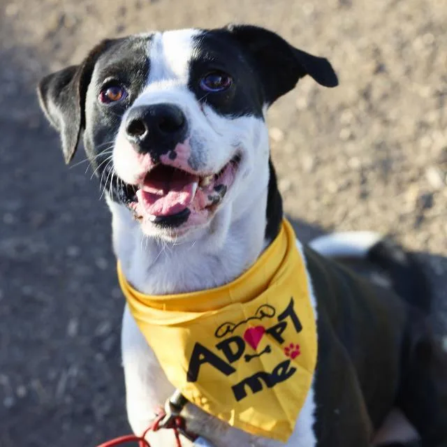 An adult large-sized male American Staffordshire Terrier dog named Snoopy for adoption in San Antonio, TX