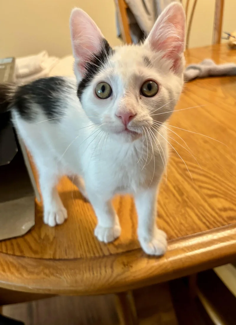 A baby medium-sized male Domestic Short Hair cat named Coast Guard for adoption in Trenton, NJ