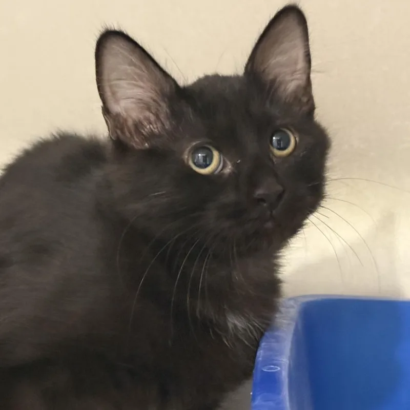 A baby small-sized female Black Domestic Short Hair cat named Meowjito for adoption in Tucson, AZ