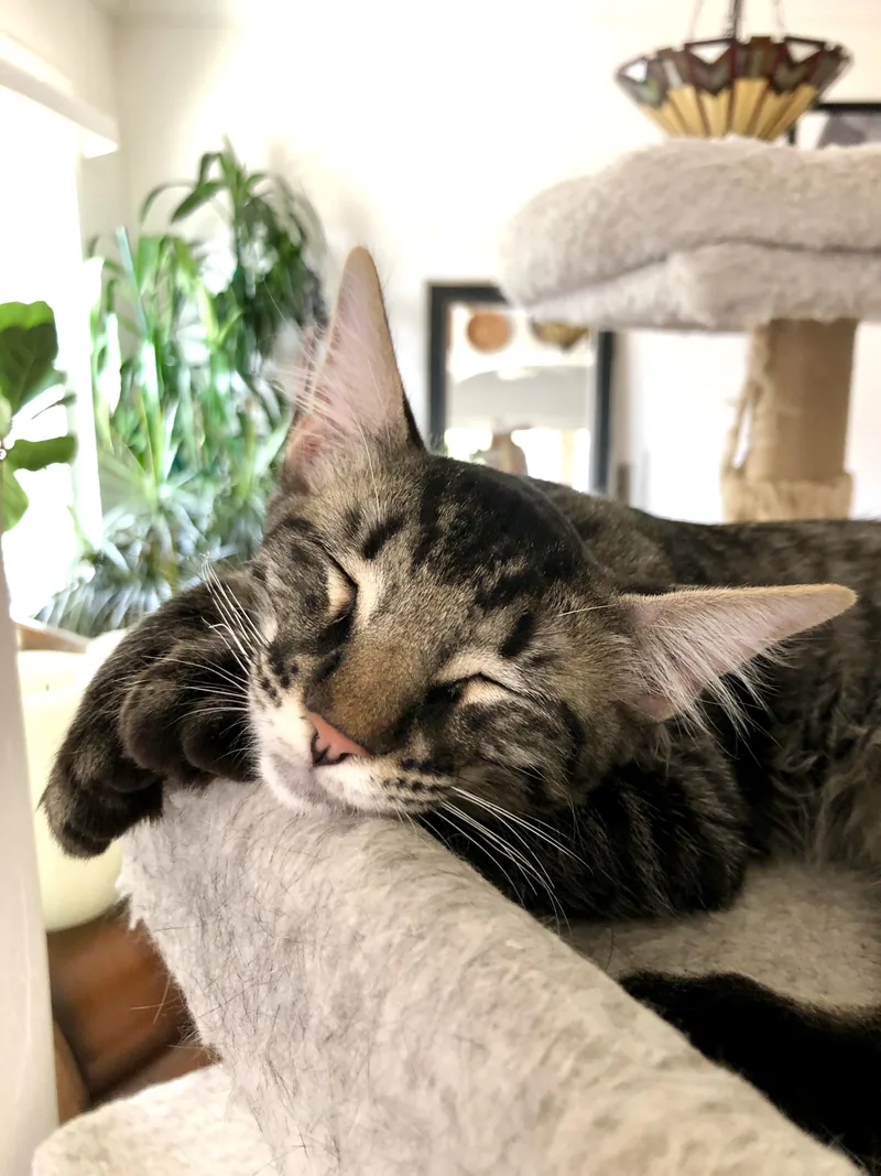 A baby large-sized male Maine Coon cat named Junior for adoption in Mission Viejo, CA