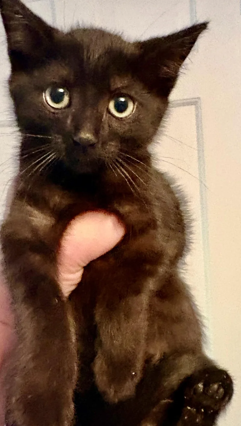 A baby medium-sized female Black Domestic Short Hair cat named Clara for adoption in Andover, CT