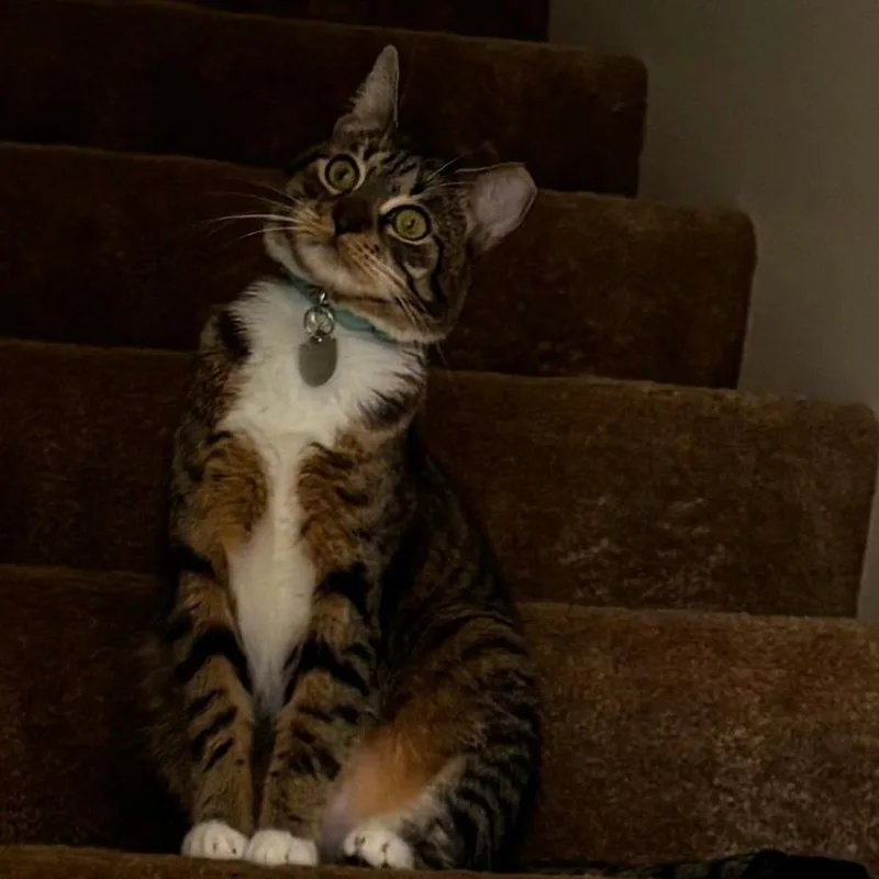 An adult large-sized male Brown / Chocolate Domestic Medium Hair cat named Dracula for adoption in Decatur, GA