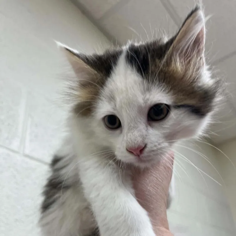 A baby small-sized male White Domestic Medium Hair cat named Herron for adoption in Lyndhurst, VA