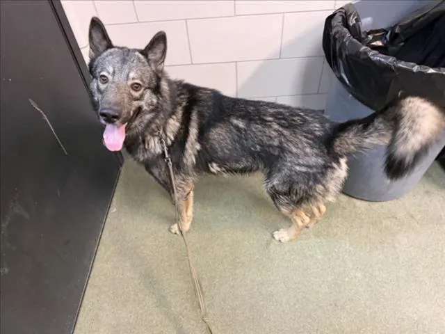 A young large-sized male Mixed Breed dog named Bandit for adoption in Santa Fe, NM