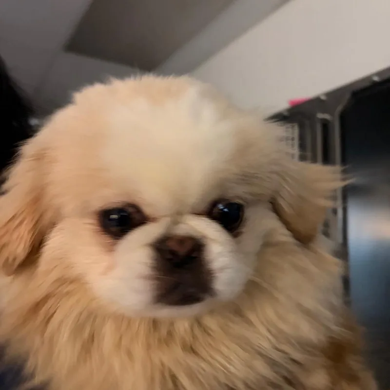 An adult small-sized female White / Cream Pekingese dog named Ms Dutches for adoption in Philadelphia, PA