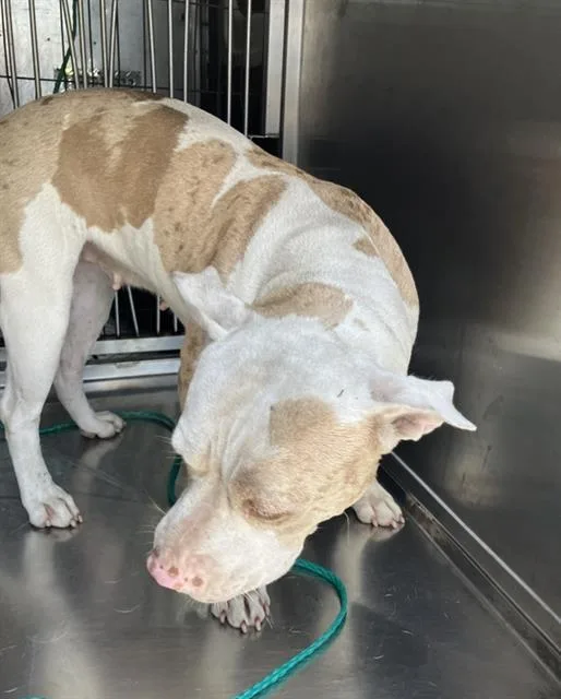 A young large-sized male Mixed Breed dog named Crystal for adoption in Dallas, TX