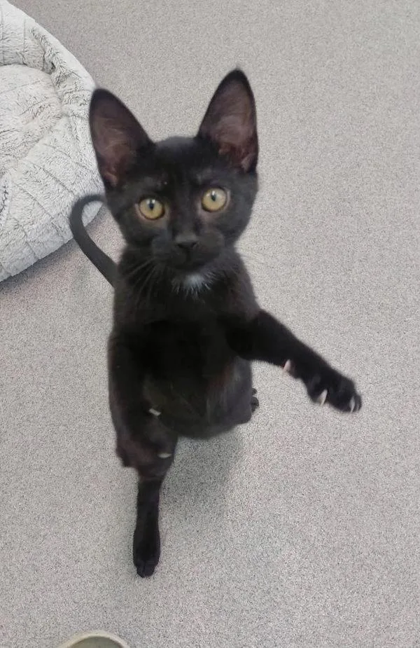 A baby small-sized female Domestic Short Hair cat named Sweet Cream for adoption in McMinnville, OR
