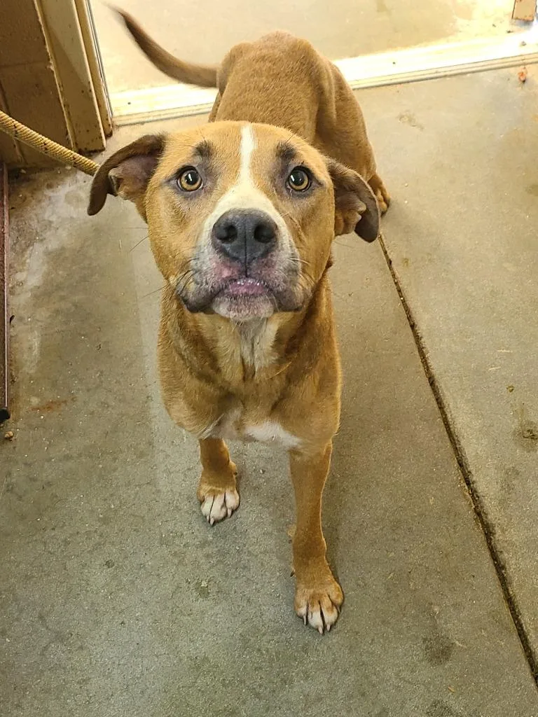 A young medium-sized female Pit Bull Terrier dog named Bessy for adoption in Swainsboro, GA