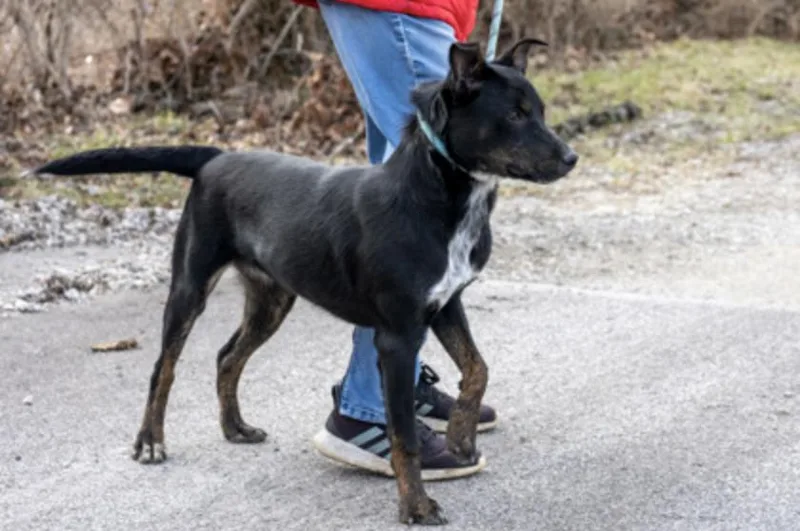 A young medium-sized male Black Mixed Breed dog named Baylor for adoption in Terre Haute, IN
