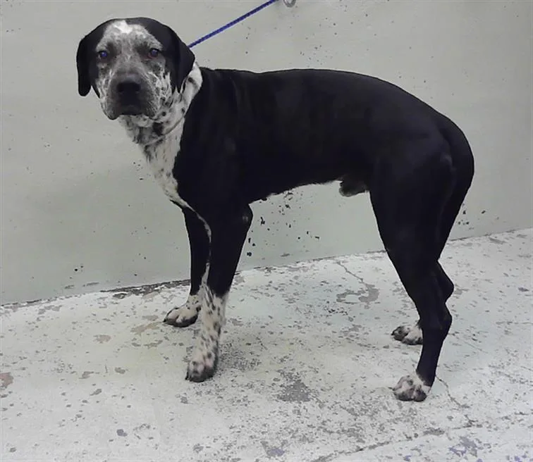A young large-sized male Catahoula Leopard Dog dog named Baloo for adoption in Houston, TX