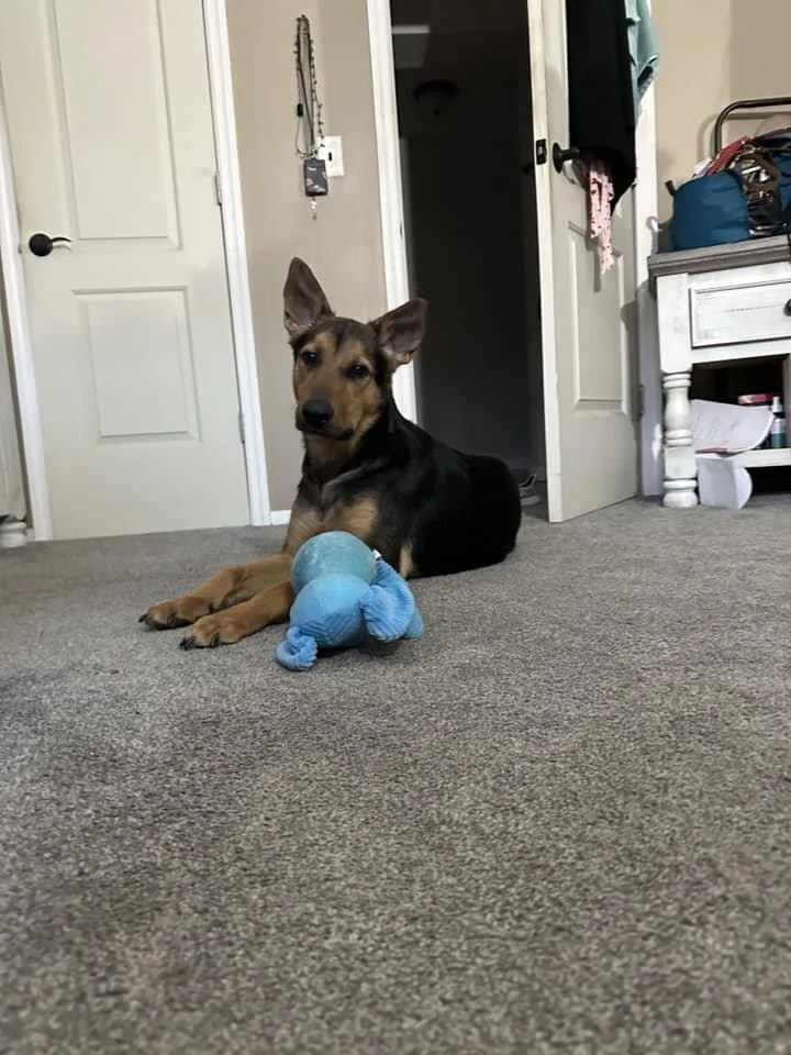 Chestnut thumbnail 2