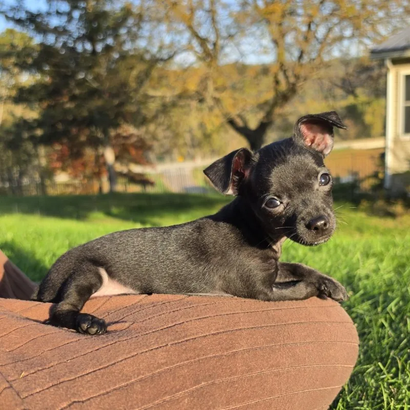 A baby small-sized male Chihuahua dog named Cyril for adoption in Alma, WI