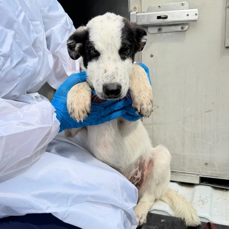 A baby medium-sized male White / Cream Collie dog named Bane for adoption in Edinburg, TX