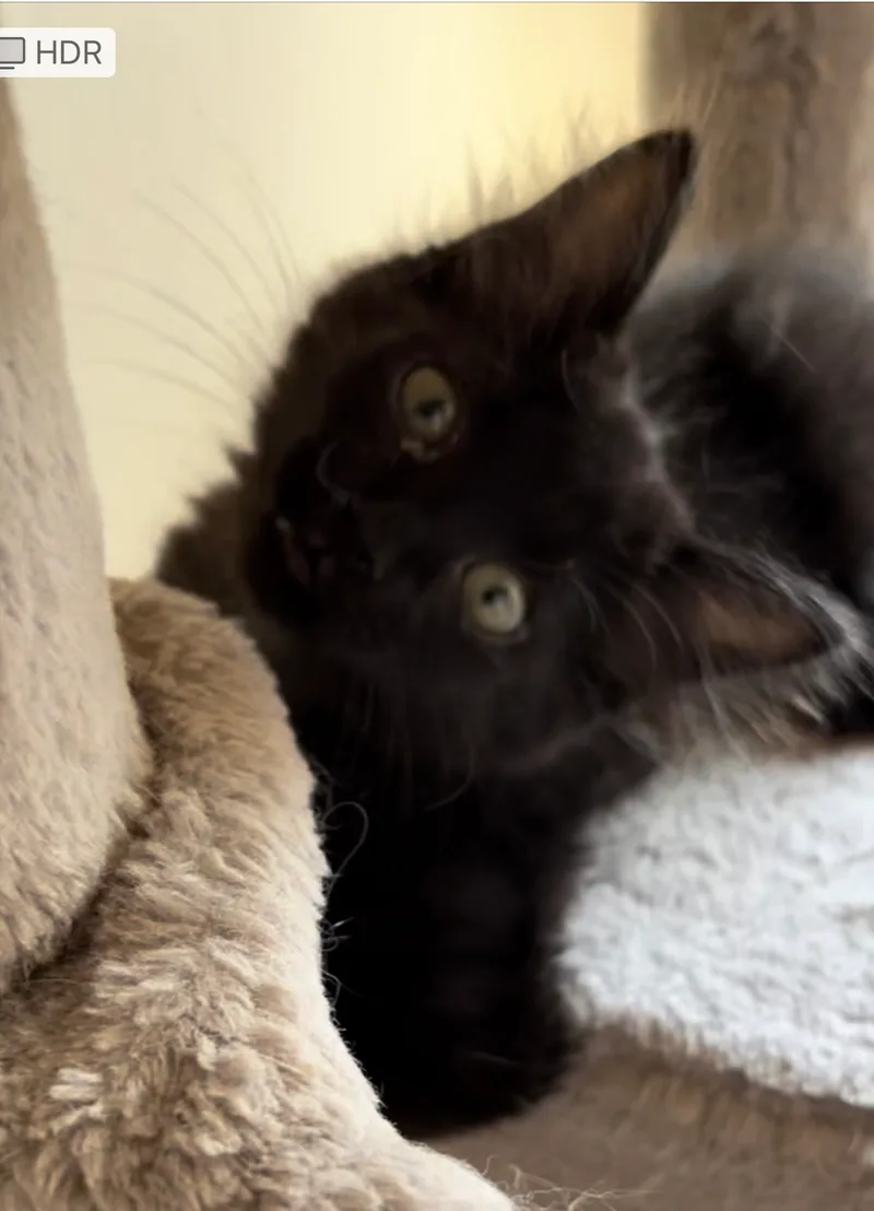 Lily Potter thumbnail 2