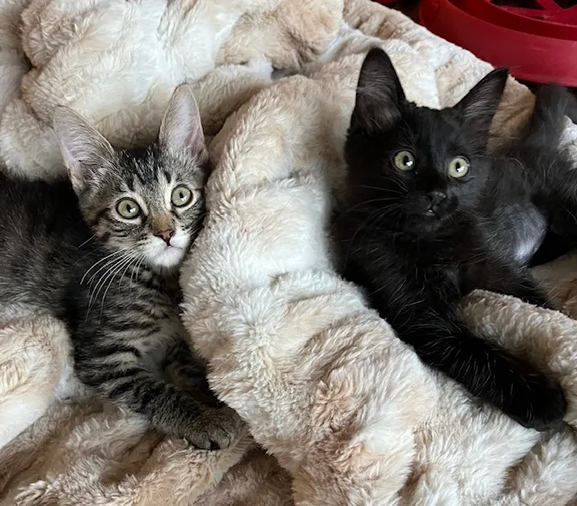 Lily Potter thumbnail 3