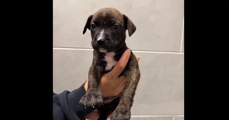 A baby medium-sized female Hound dog named Jade for adoption in Youngsville, NC