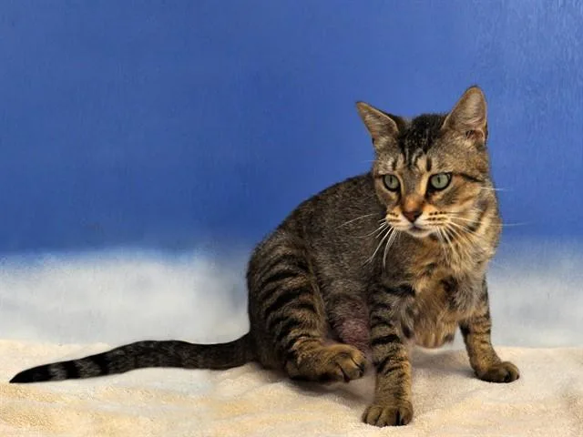 A young medium-sized female Domestic Short Hair cat named Rosie for adoption in Naples, FL