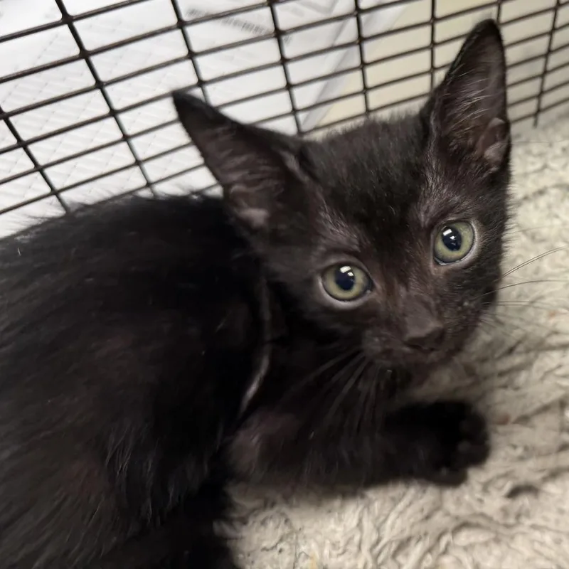 A baby small-sized male Black Domestic Short Hair cat named Bob for adoption in Los Angeles, CA