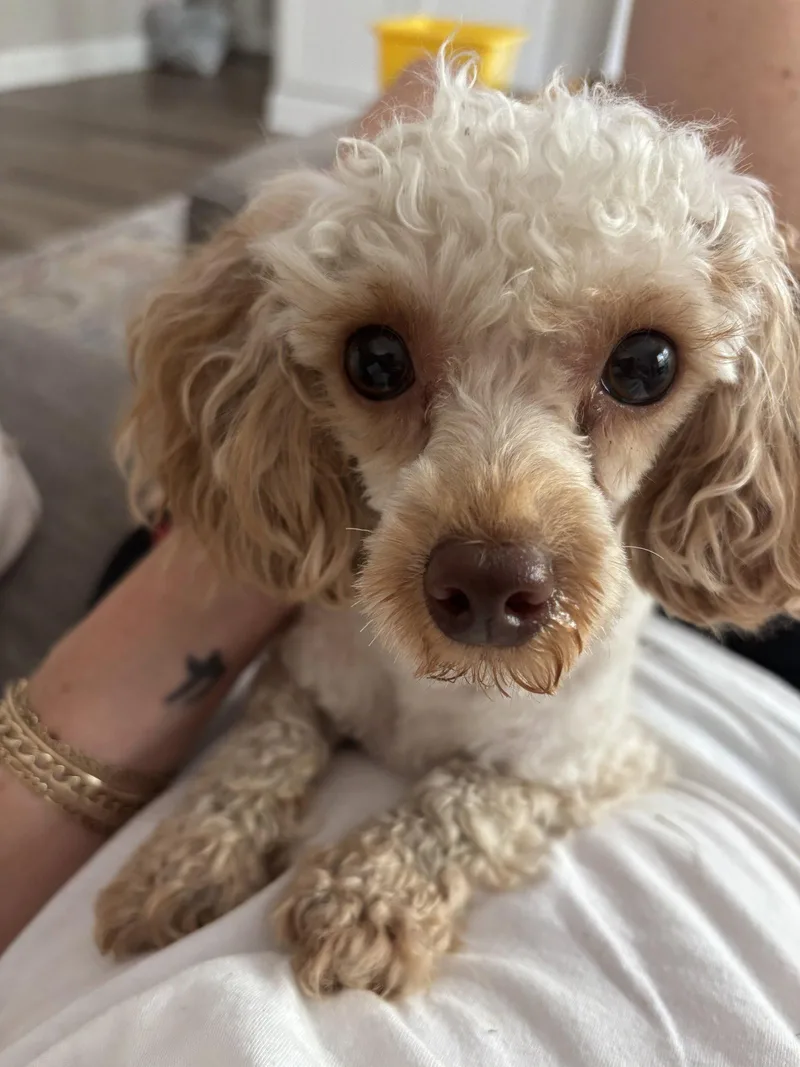 An adult small-sized male Poodle dog named Teddy for adoption in Holly Springs, NC