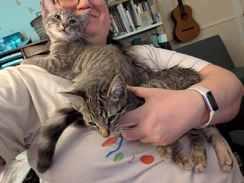 A baby medium-sized male Tabby cat named Flynn for adoption in Greenville, DE