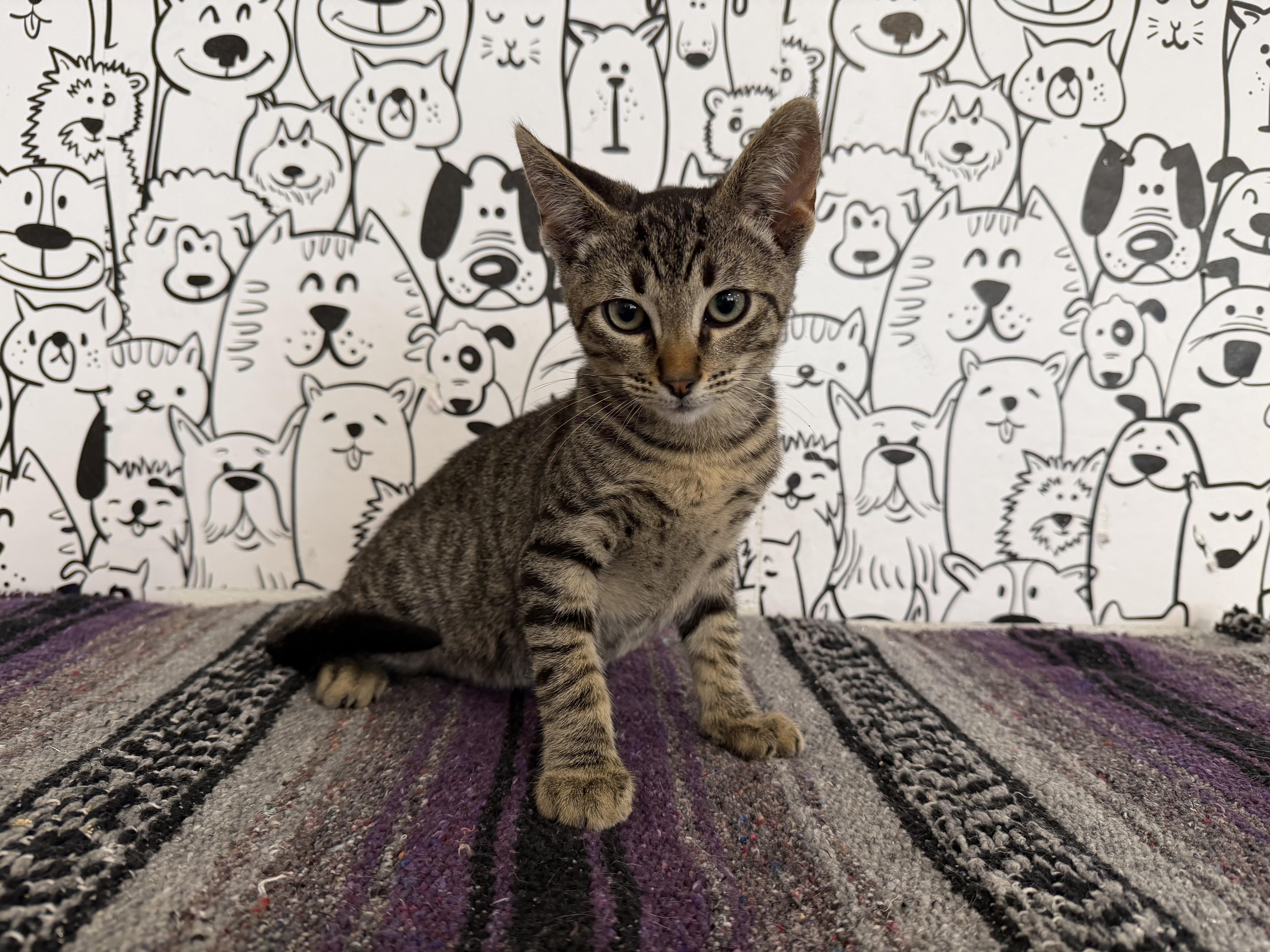 A baby small-sized male Domestic Short Hair cat named Meeny for adoption in San Pedro, CA