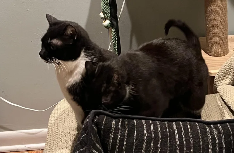 An adult medium-sized female Black & White / Tuxedo Domestic Short Hair cat named Rosie for adoption in Mayfield, NY