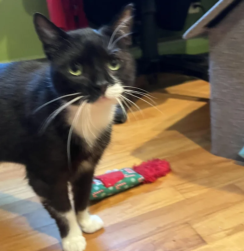 Rosie thumbnail 4