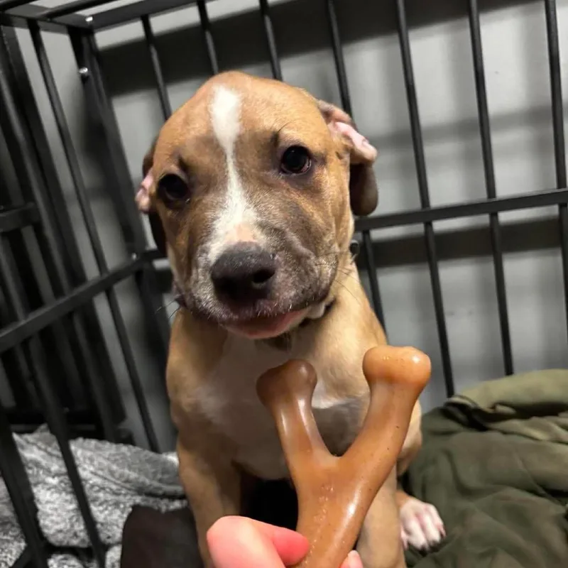 A baby small-sized male Brown / Chocolate English Bulldog dog named Rozanov for adoption in St. Louis, MO