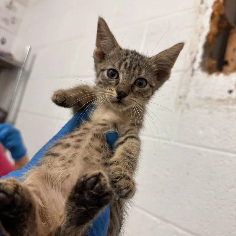 A baby small-sized male Domestic Short Hair cat named Shelissah for adoption in Edinburg, TX