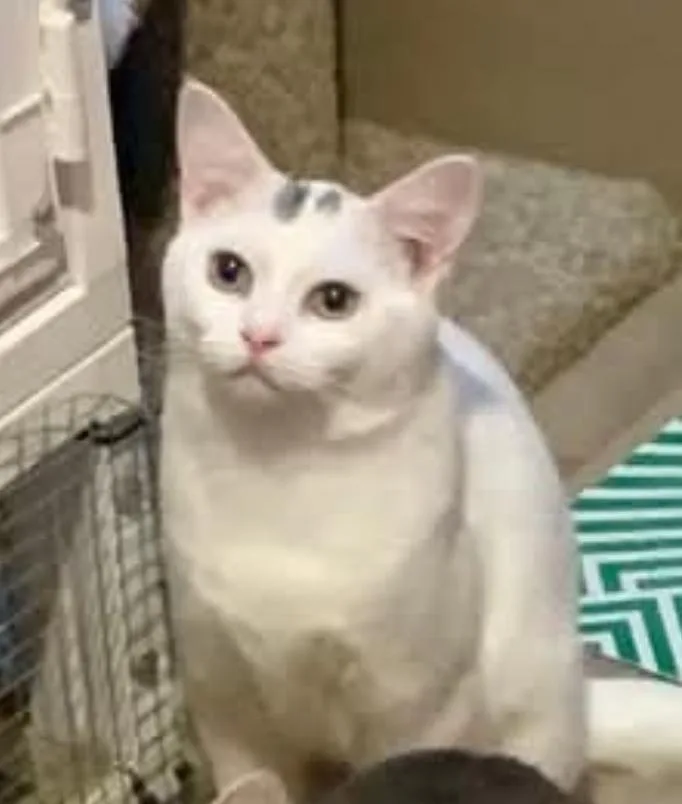 A young small-sized female Gray & White Domestic Short Hair cat named Betty for adoption in Vancouver, WA