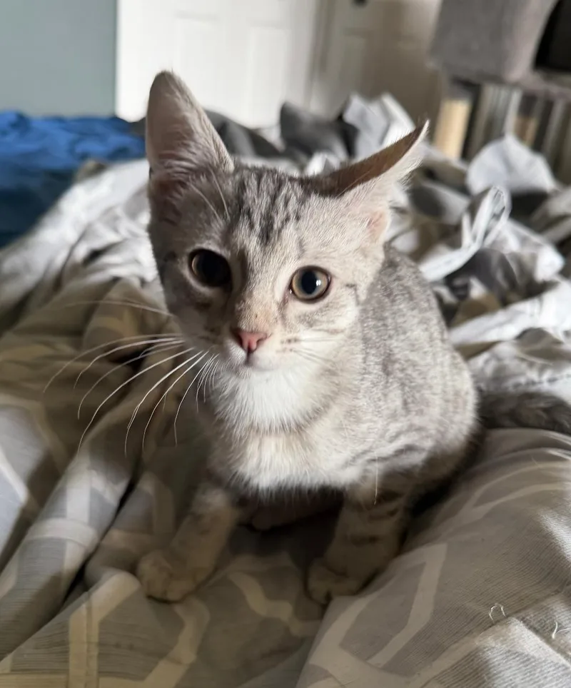 A baby medium-sized female Tabby (Gray / Blue / Silver) Domestic Short Hair cat named Kelly Kapowski for adoption in Mokena, IL