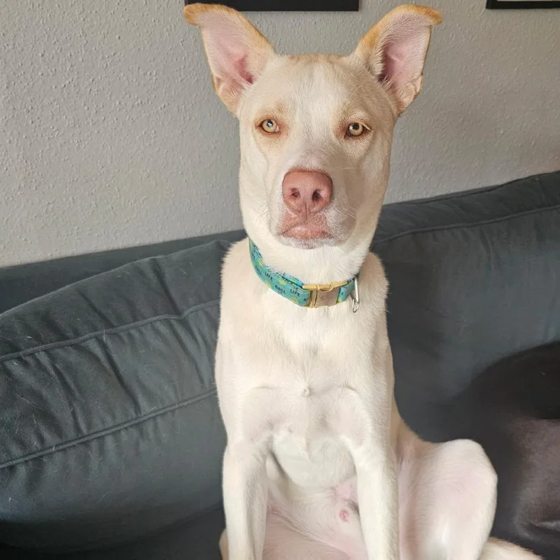 An adult medium-sized male Yellow / Tan / Blond / Fawn Labrador Retriever dog named Willie Nelson for adoption in Austin, TX