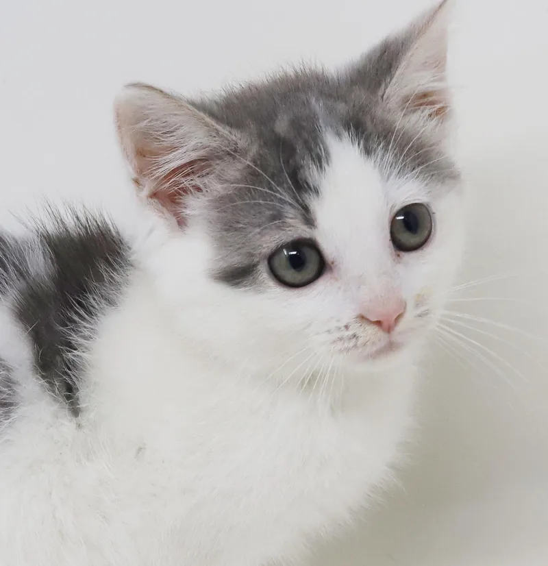 A baby small-sized female White Turkish Van cat named Daisy is our poofy for adoption in Bedford Hills, NY
