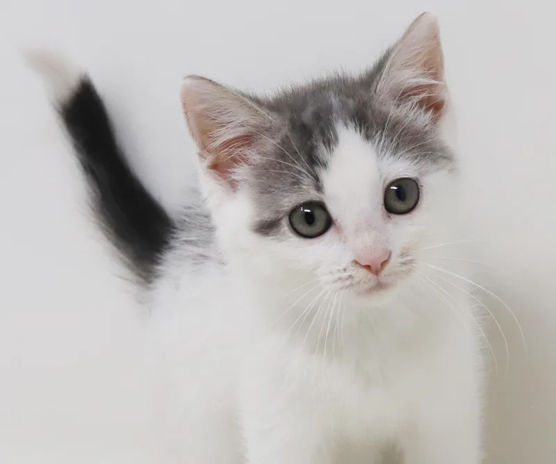 Daisy is our poofy thumbnail 2