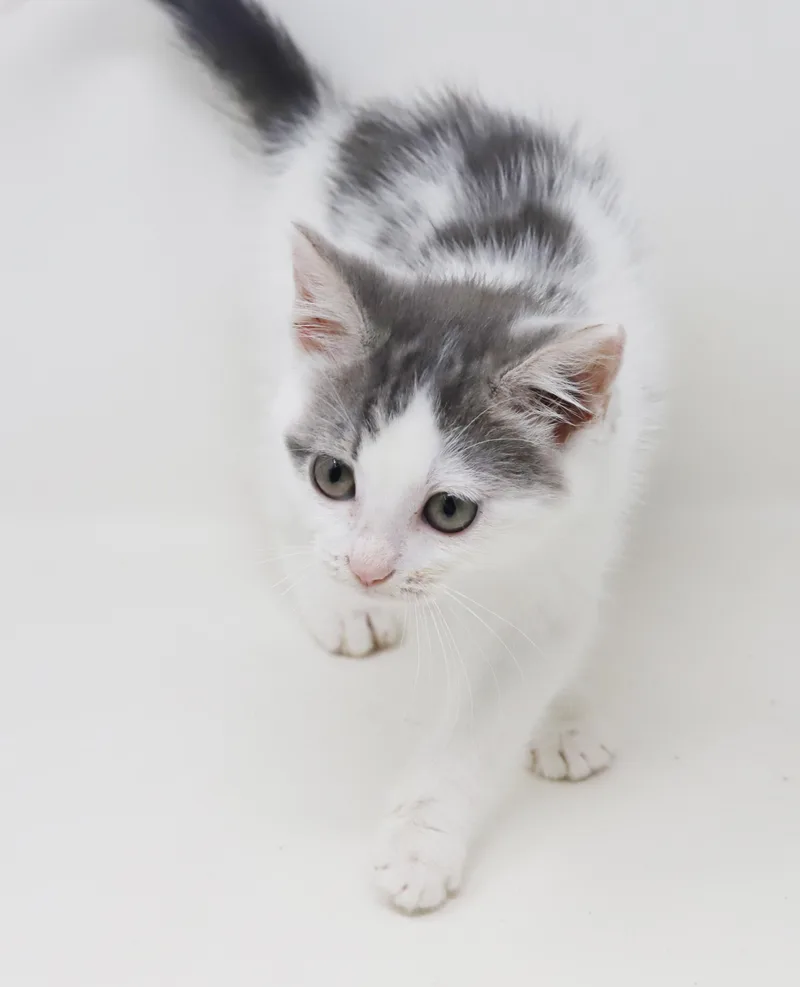 Daisy is our poofy thumbnail 3