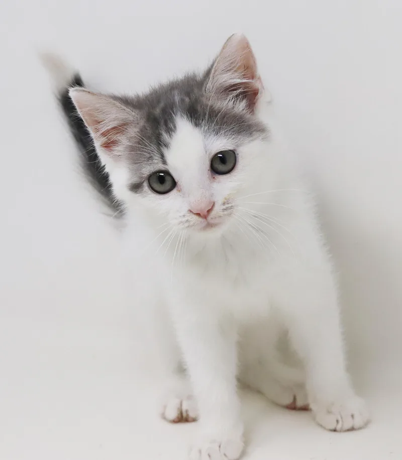 Daisy is our poofy thumbnail 4