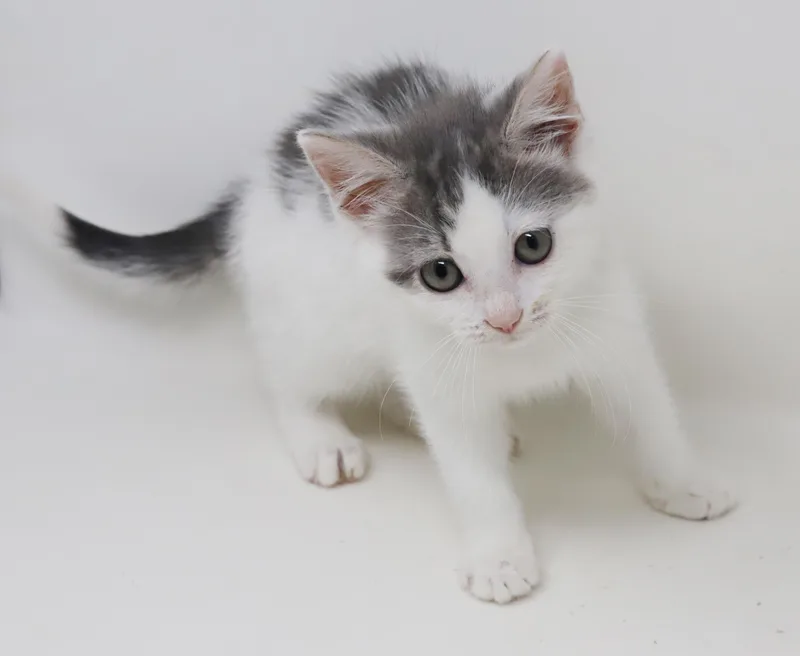 Daisy is our poofy thumbnail 5