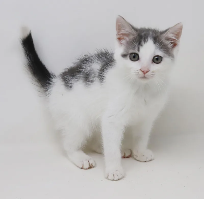 Daisy is our poofy thumbnail 6