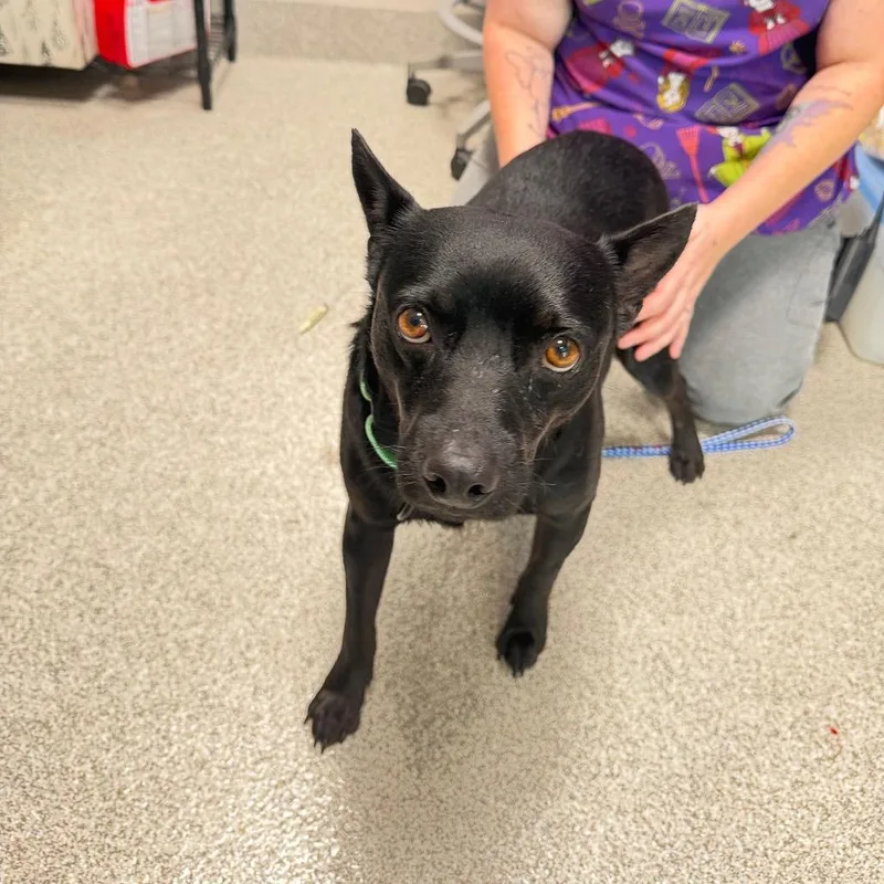 An adult medium-sized male Black Terrier dog named Camilo for adoption in Englewood, FL