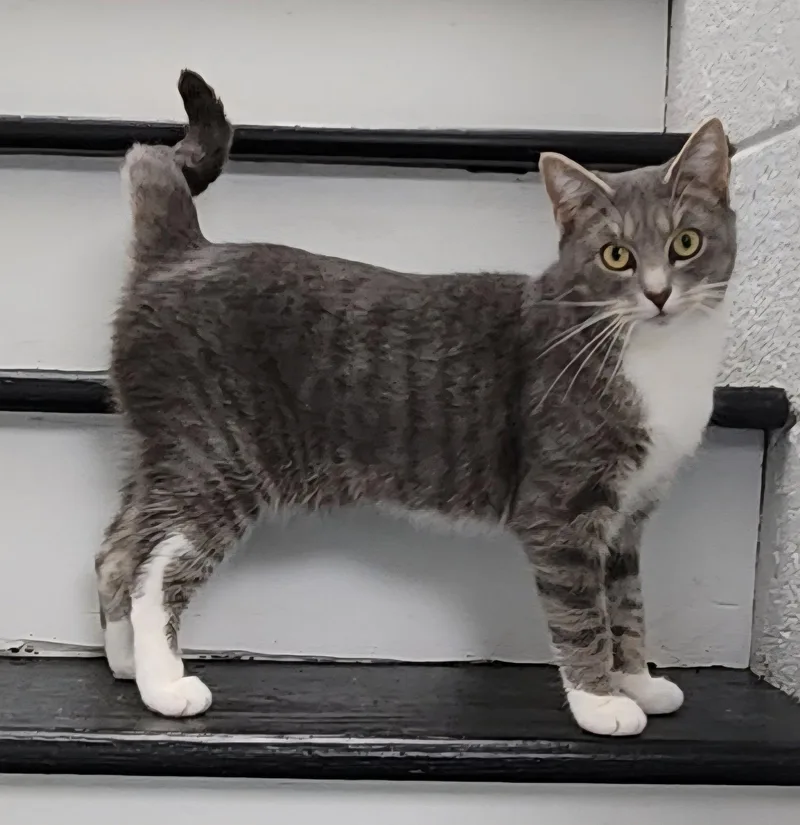An adult medium-sized female Gray & White Domestic Short Hair cat named Candi for adoption in Herndon, VA