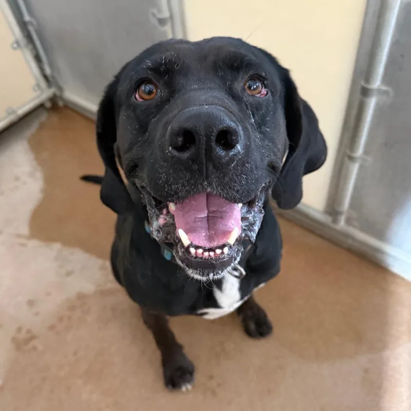 An adult large-sized male Black Labrador Retriever dog named Jaeger for adoption in Murray, UT
