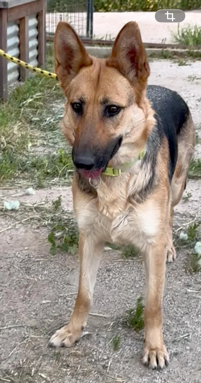 An adult large-sized female German Shepherd Dog dog named Bonnie for adoption in Agua Dulce, CA