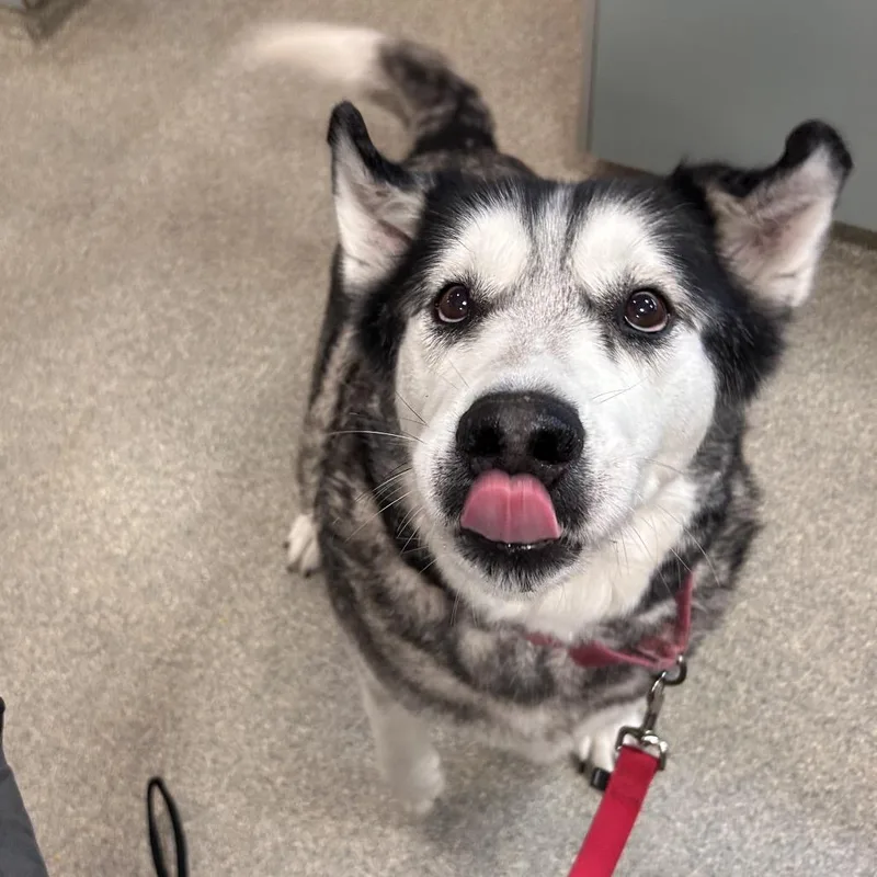 A senior large-sized male White / Cream Mixed Breed dog named Max for adoption in Jacksonville, FL