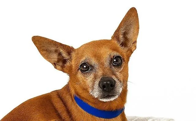 An adult medium-sized male Chihuahua dog named Hulk for adoption in Fort Lauderdale, FL