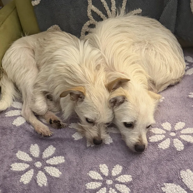 An adult small-sized female White / Cream Jack Russell Terrier dog named Bella & Lena for adoption in Tarzana, CA