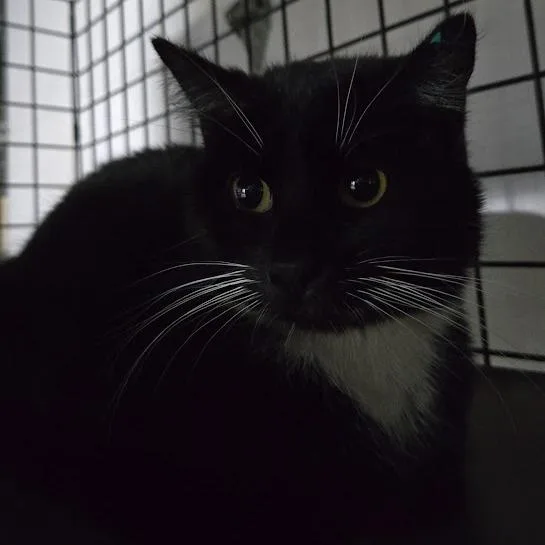 A young small-sized female Black Domestic Short Hair cat named Remi for adoption in Sioux Falls, SD