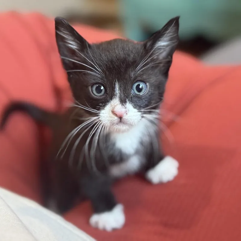 A baby small-sized male Black Domestic Short Hair cat named Augustus for adoption in Calimesa, CA