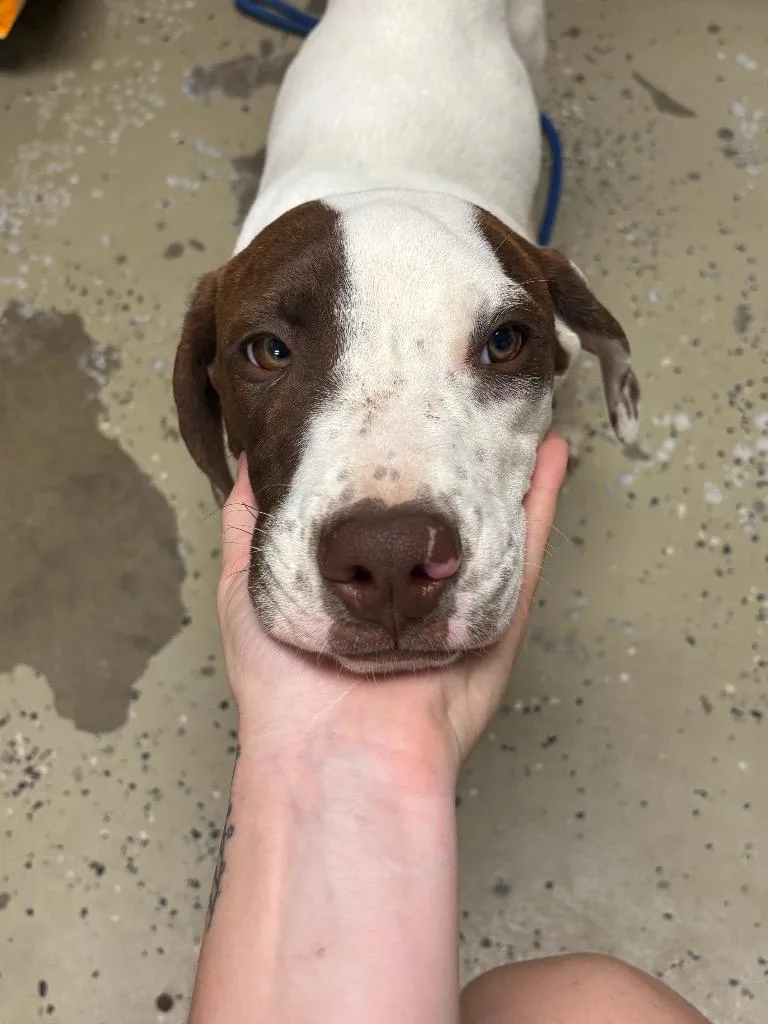 A baby medium-sized male Pointer dog named Chip for adoption in Batesville, AR