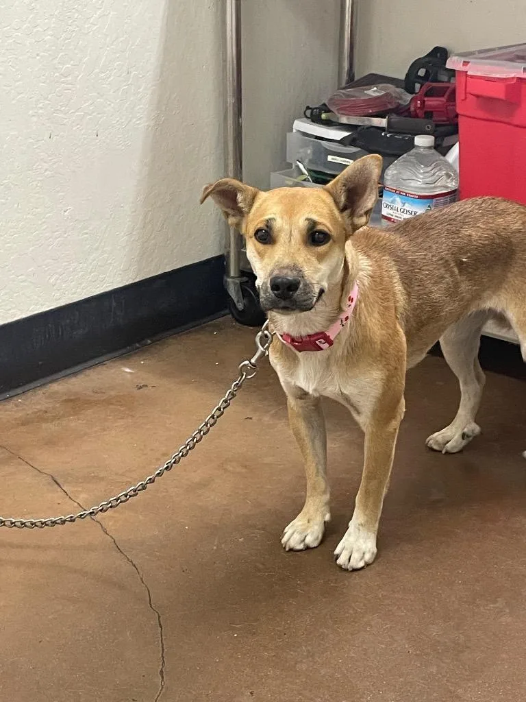 A baby medium-sized female Shepherd dog named Vesta for adoption in Chico, CA
